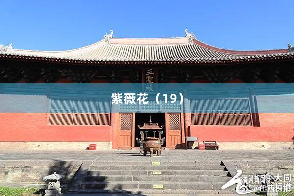 紫薇花（19）