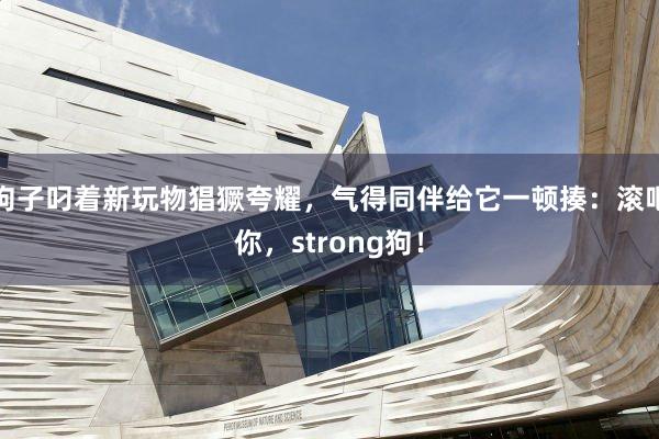 狗子叼着新玩物猖獗夸耀，气得同伴给它一顿揍：滚吧你，strong狗！